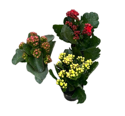 2" Kalanchoe Blooming Mini Assortment